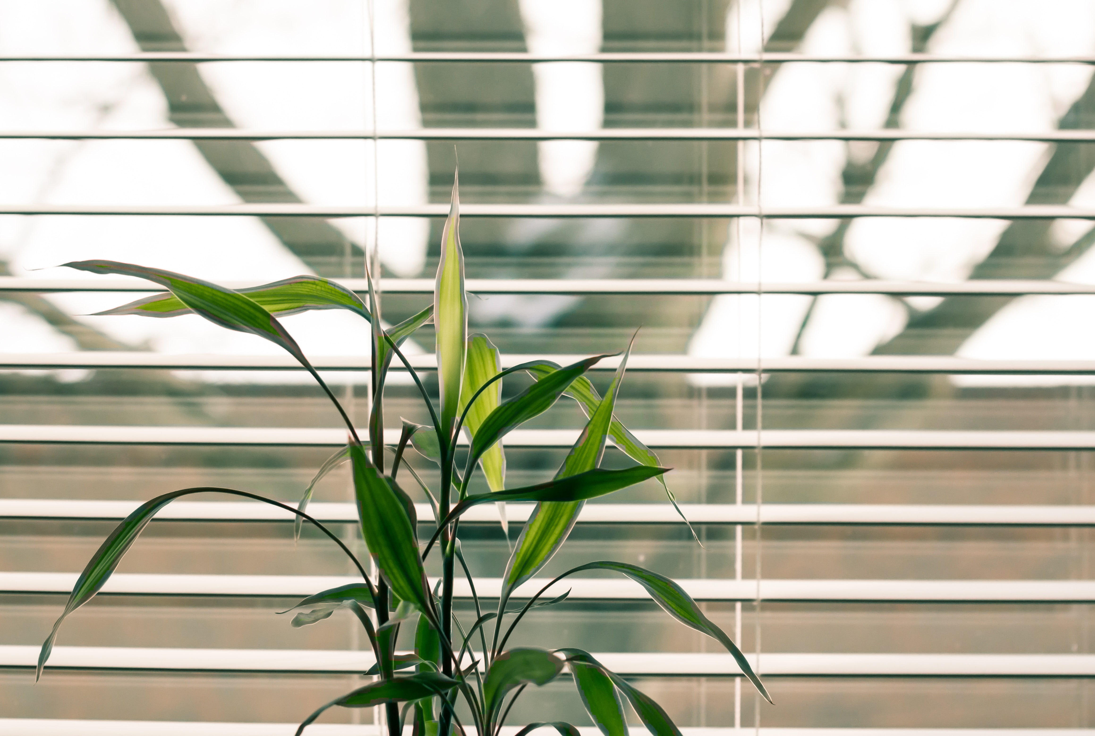 VENETIAN BLINDS